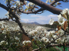 삼화농원 이미지